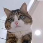 MEOW_IRL