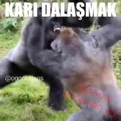 Bışbanlık
