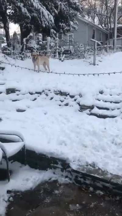 I barked at my dog to see what he would do...