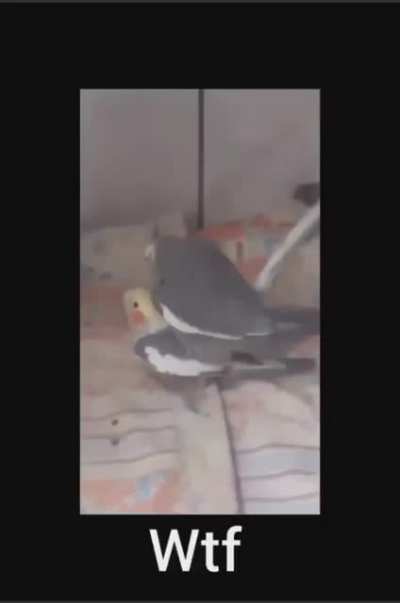 Wtf?