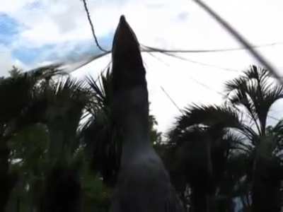 🔥 Shoebill intimidating 🔥