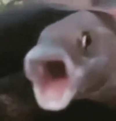 PogFish