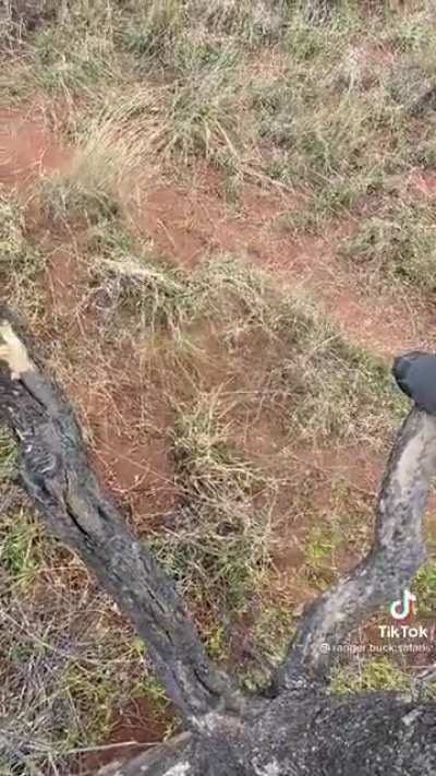 Ever been chased by a rhino up a tree?