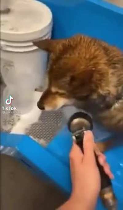 Found on TikTok