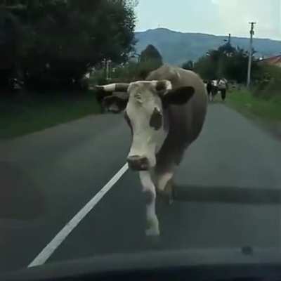 Cow pulling off the perfect cat walk.