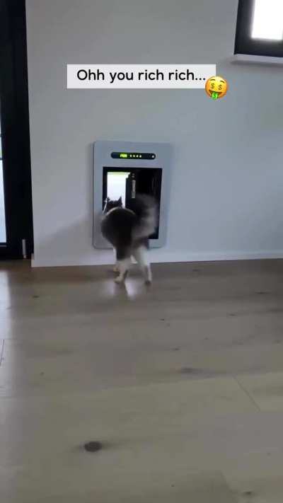 This cat lives in a higher tax bracket than you….