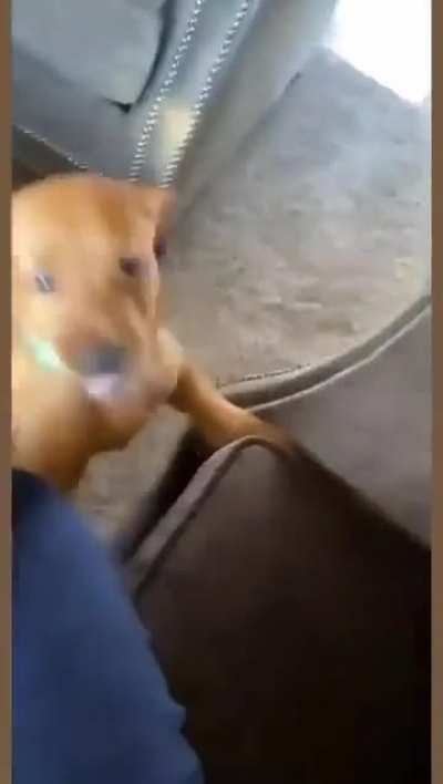 Naughty Puppy