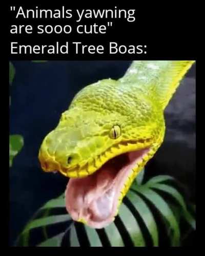 Thanks, I hate yawning Emerald Tree Boas