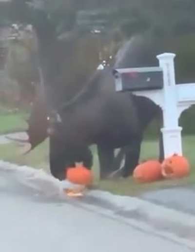This moose eating a pumpkin decoration. The other pumpkin is traumatized