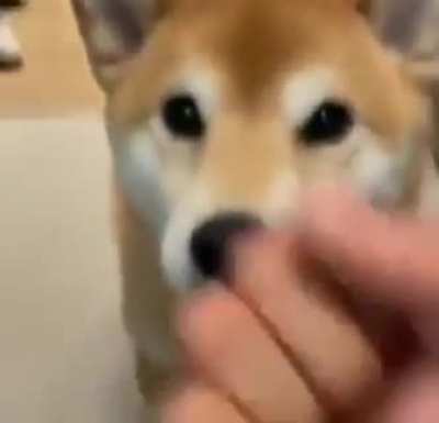 DoG bRuTaLlY bEaTeN bY oWnEr