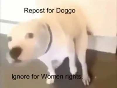 Contract, repost with me, women bad=funny
