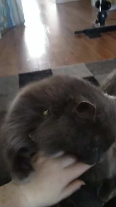 My friend's cat, Neo, will grab at your hand whenever he wants pats