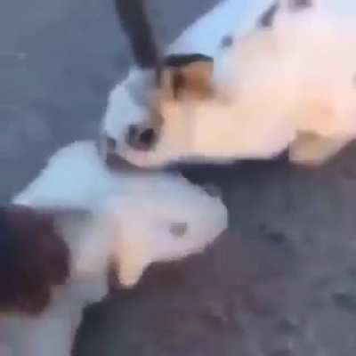 animals are more human than humans