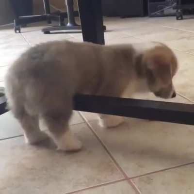 Oh no! He’s stuck