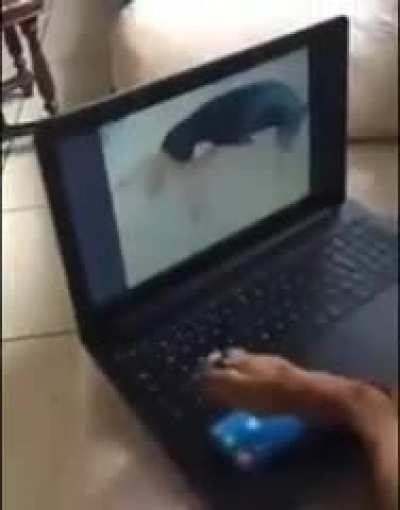 what the dog doin