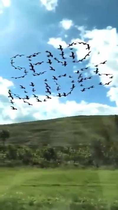 Guy takes slow-mo vid of passing birds from a train.