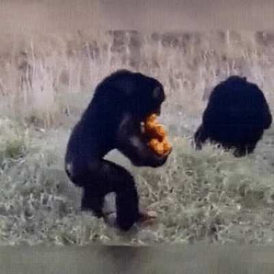 Авторы с pikabu.ru перет<wbr>аскив<wbr>ыют свои посты на r/Pikabu :)