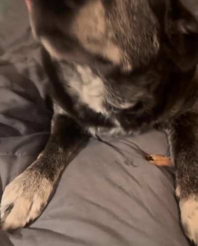 Remi [13] is the most bashful, loving old lady!