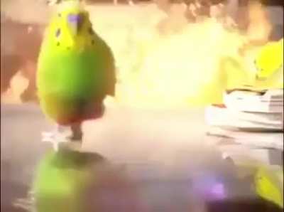Hawlı Birb