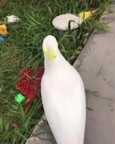 Birdy go Brrrr