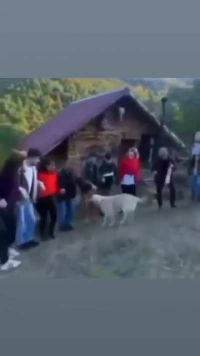 Laz_köpek_halay_çekiyor