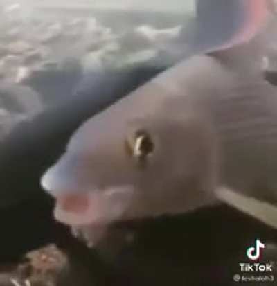 fshfahsfuahduofhks