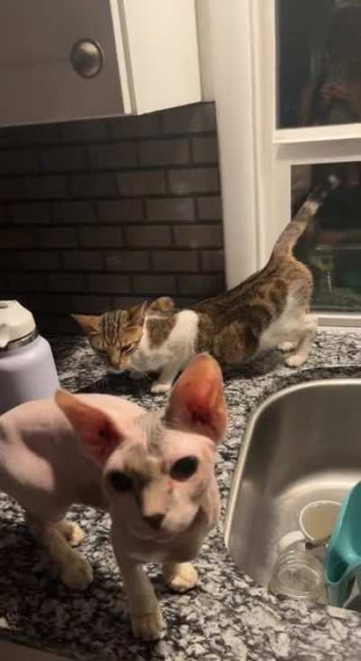 Why is my cat doing this? I'm afraid she's pregnant and my Sphinx is the baby daddy🤦🏻‍♀️