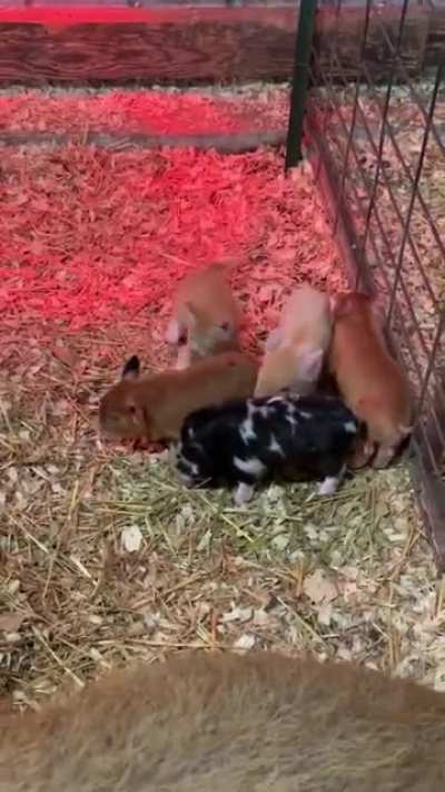 One piglet is not like the others