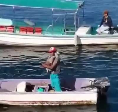 Pelican sneak attack