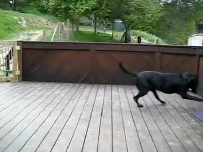 dog loves his tennis ball
