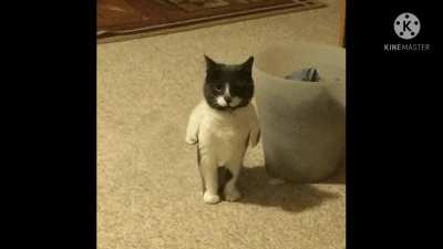kat.wav
