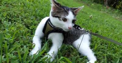 Harness Training the Kitty - Day Two