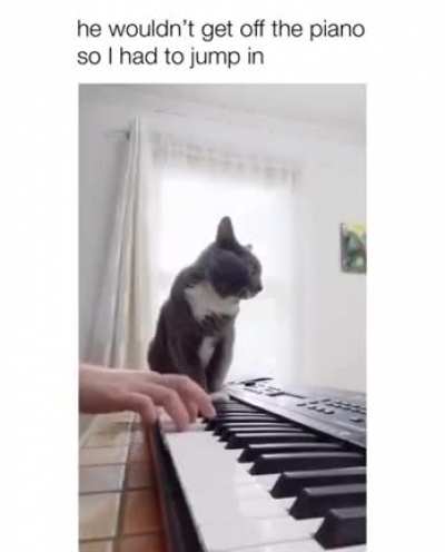 Já estão dominando a arte da música