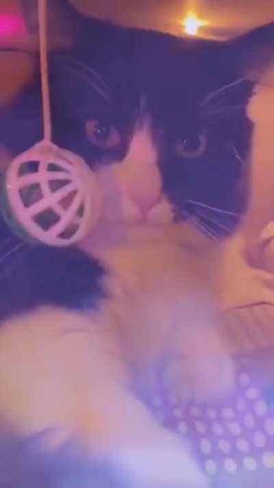 Caturday Night Fever