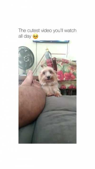 Cute doggo doing funny antics to gain attention of the owner