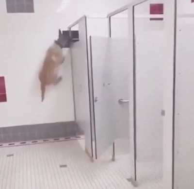 WCGW ditching your dog