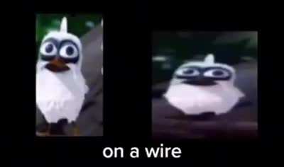 Two birds