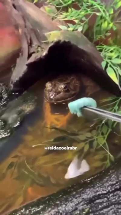 rindo_para_nao_chorar - Video #3757
