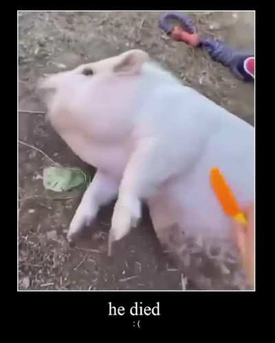 pig