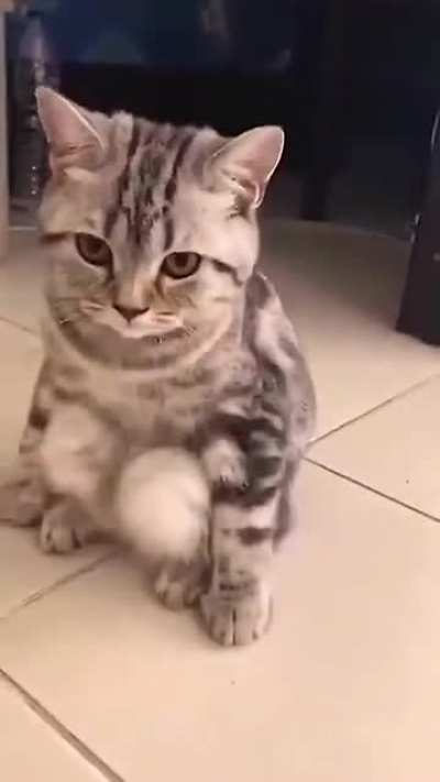 Squat cat