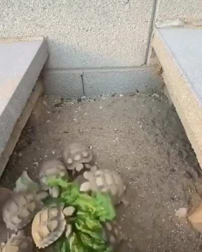 the