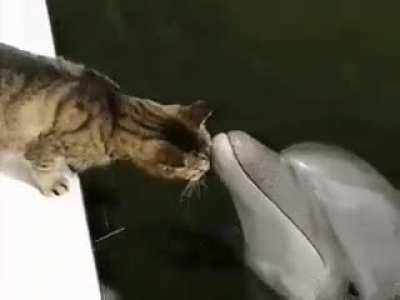 Touch da Flipper