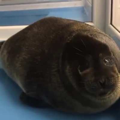 Squishy Sea Puppy