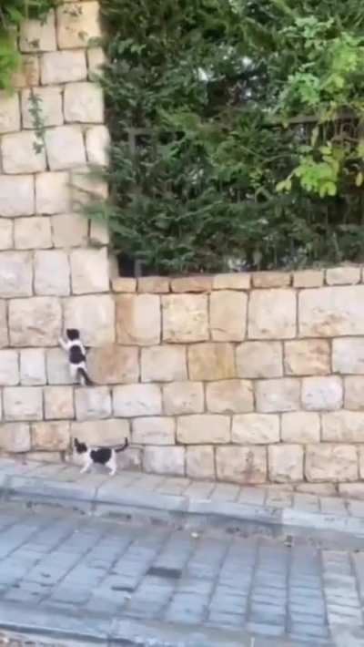 Little Ninjas