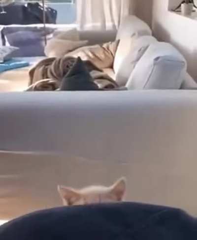Bonk