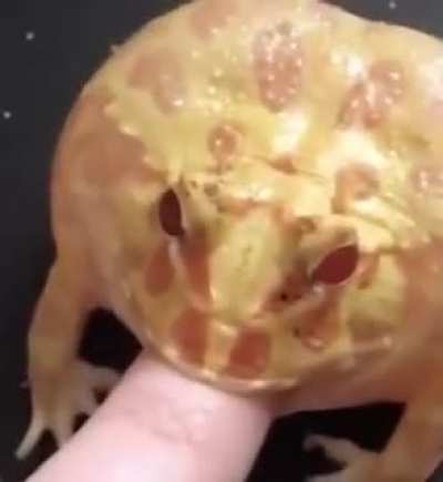 Frog: 