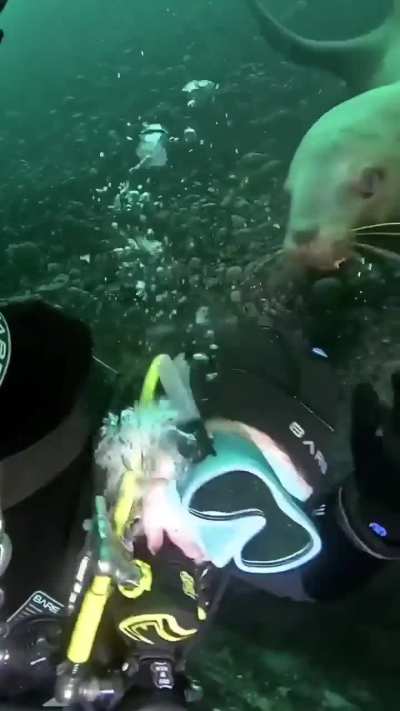 I love marine animals that just look or act stoopid