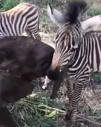 Animals truly make the world a better place❤️
