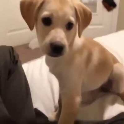 don't mess with puppy