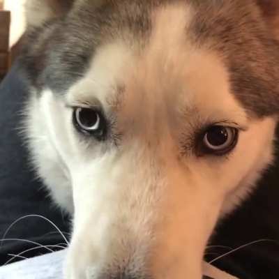 Who’s a good boy? I AM! (Sound on)